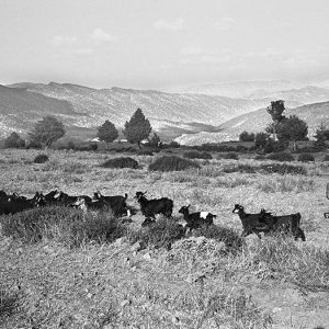 Child's Opening Part I